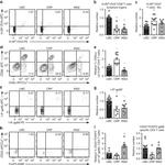 FOXP3 Antibody in Flow Cytometry (Flow)