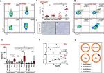 FOXP3 Antibody in Flow Cytometry (Flow)