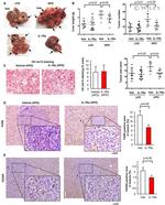 F4/80 Antibody in Immunohistochemistry (IHC)