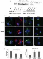 Securin Antibody in Western Blot (WB)