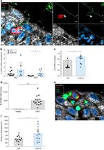 F4/80 Antibody in Immunohistochemistry (IHC)