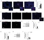 F4/80 Antibody in Immunohistochemistry (IHC)