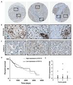 P2Y12 Antibody in Immunohistochemistry (IHC)