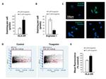 Arginase 1 Antibody in Immunocytochemistry (ICC/IF)