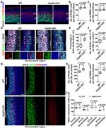 EOMES Antibody in Immunocytochemistry (ICC/IF)