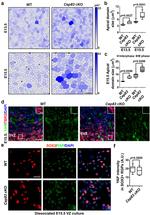 EOMES Antibody in Immunocytochemistry (ICC/IF)