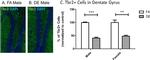 EOMES Antibody in Immunohistochemistry (IHC)