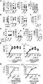 EOMES Antibody in Flow Cytometry (Flow)