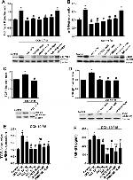 Collagen I Antibody in Western Blot (WB)