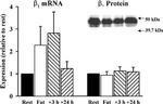 ATP1B1 Antibody in Western Blot (WB)