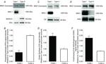 SERCA1 ATPase Antibody in Western Blot (WB)