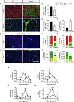 MYOD Antibody in Immunohistochemistry (Frozen) (IHC (F))