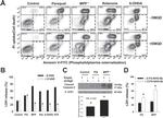 beta Actin Antibody in Western Blot (WB)