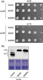 Carboxypeptidase Y Antibody in Western Blot (WB)