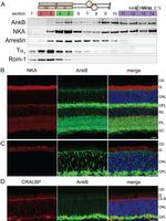 S-arrestin Antibody in Western Blot (WB)