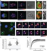 ZO-2 Antibody in Immunocytochemistry (ICC/IF)