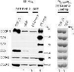 6x-His Tag Antibody in Western Blot (WB)