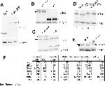 Actin Antibody in Western Blot (WB)