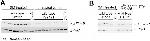 PGK1 Antibody in Western Blot (WB)