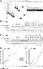 PGK1 Antibody in Western Blot (WB)