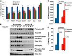 Phospho-IR/IGF1R (Tyr1162, Tyr1163) Antibody in Western Blot (WB)