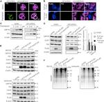 PDI Antibody in Immunocytochemistry (ICC/IF)