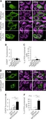 PDI Antibody in Immunocytochemistry (ICC/IF)