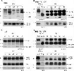 Nicastrin Antibody in Western Blot (WB)