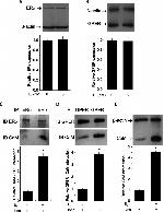 Estrogen Receptor alpha Antibody in Western Blot, Immunoprecipitation (WB, IP)