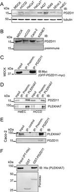 alpha Tubulin Antibody in Western Blot (WB)