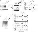 Carboxypeptidase Y Antibody in Western Blot (WB)