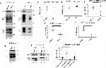 HSC70 Antibody in Western Blot (WB)