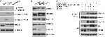 Phospho-FGFR1 (Tyr653, Tyr654) Antibody in Western Blot (WB)