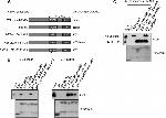 Ubiquitin Antibody in Western Blot (WB)