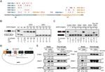 PTBP1 Antibody in Western Blot (WB)