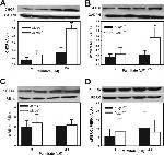 Phospho-IRE1 alpha (Ser724) Antibody in Western Blot (WB)