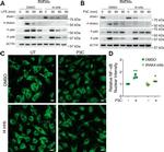 IRAK4 Antibody in Western Blot (WB)