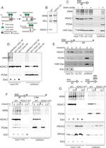 Nucleolin Antibody in Western Blot (WB)