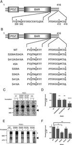 PICK1 Antibody in Western Blot (WB)