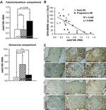 JAK2 Antibody in Immunohistochemistry (IHC)