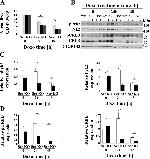 Phospho-PYK2 (Tyr402) Antibody in Western Blot (WB)