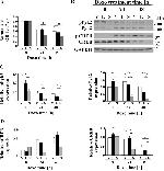 Phospho-PYK2 (Tyr402) Antibody in Western Blot (WB)