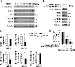 Phospho-PYK2 (Tyr402) Antibody in Western Blot (WB)