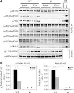 Phospho-AS160 (Thr642) Antibody in Western Blot (WB)