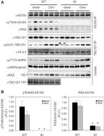 Phospho-AS160 (Thr642) Antibody in Western Blot (WB)