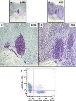 CD3e Antibody in Immunohistochemistry, Flow Cytometry (IHC, Flow)