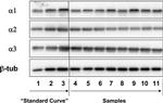 ATP1A3 Antibody in Western Blot (WB)