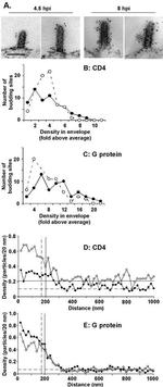 CD4 Antibody in Immunomicroscopy (IM)