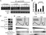 ZC3HAV1 Antibody in Western Blot (WB)