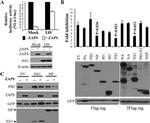 ZC3HAV1 Antibody in Western Blot (WB)